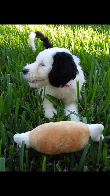 Luna's just relaxing!!