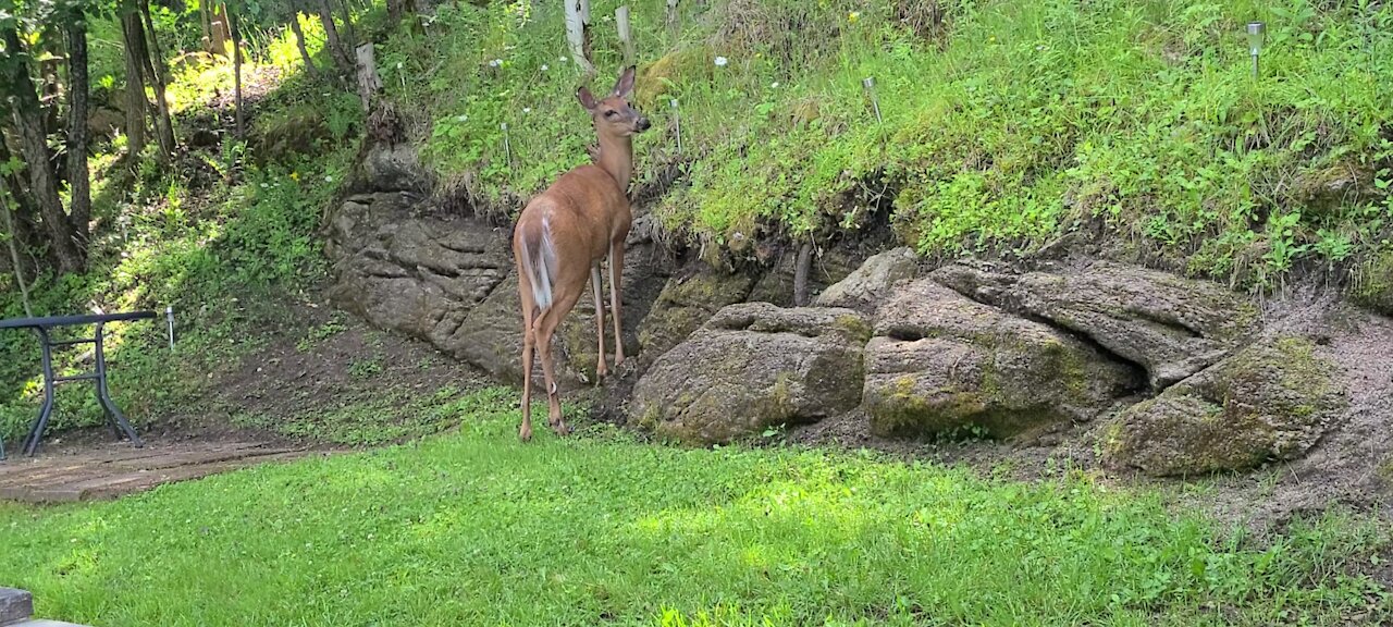 Abundance of food for the deer