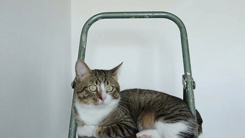 Cute Cat Climbed on a Ladder