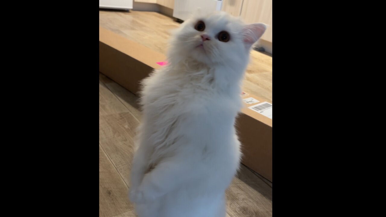 Happy Caturday! - Cute Cat is Standing Up