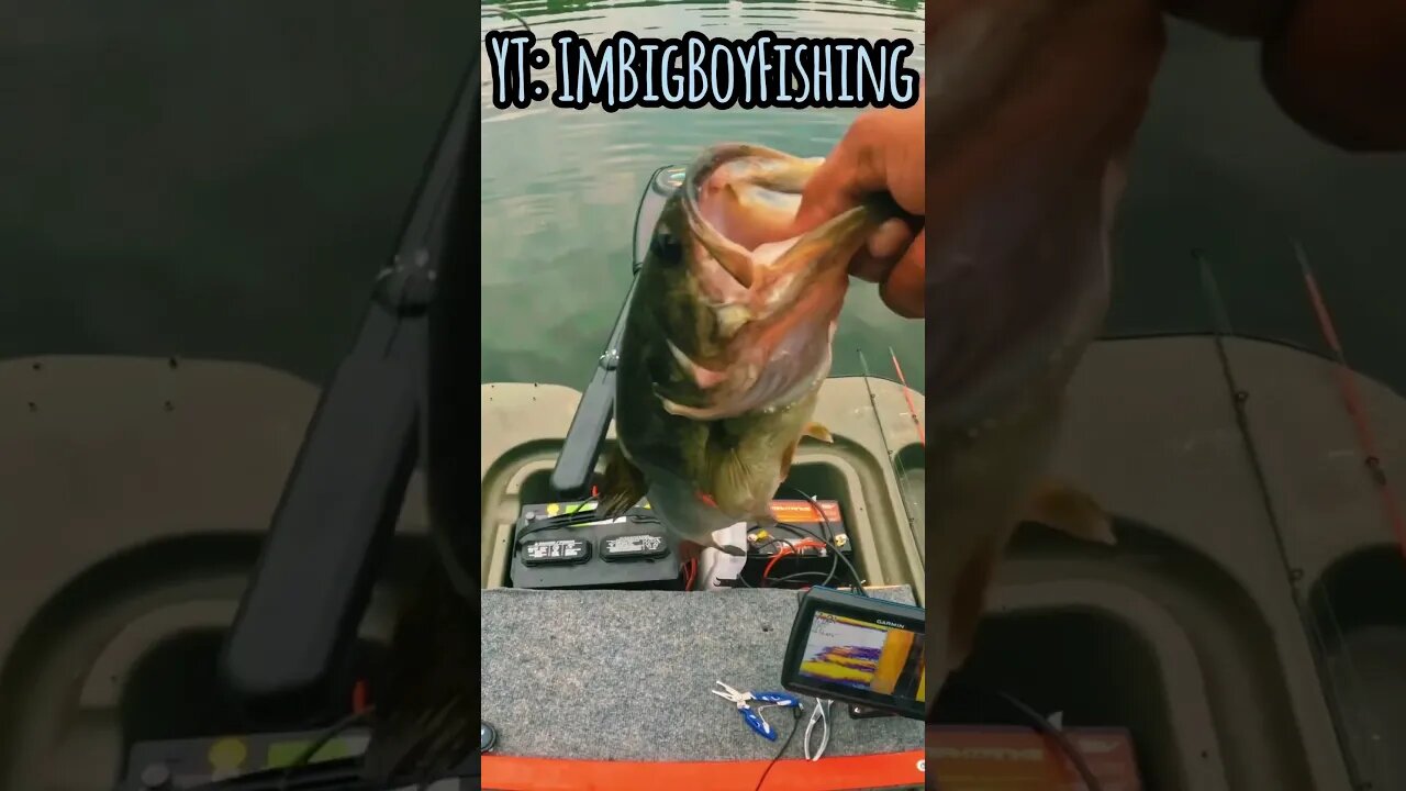BIG BASS HUNTING #bassbait #bassfishing #everygoal #keitech #fishing #southcarolina #sportfishing