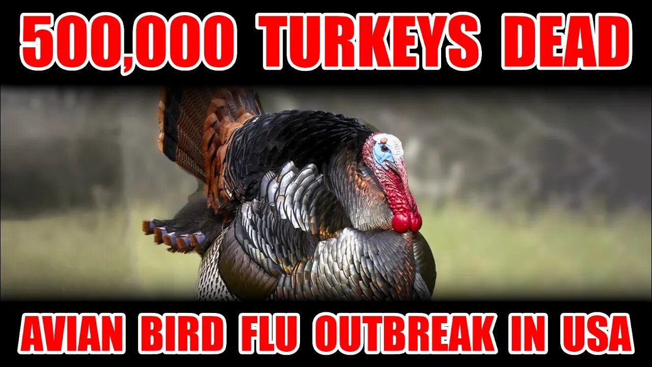 Avian Bird Flu: 500,000 Turkeys Dead Due to Disease Outbreak. Plant-Based Thanksgiving Dinner