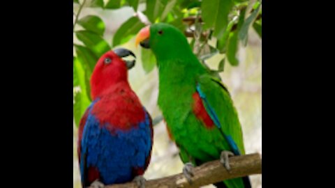 Macaw Parrots In Free Flight