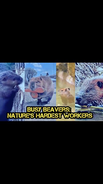Busy Beavers: Nature's Hardest Workers
