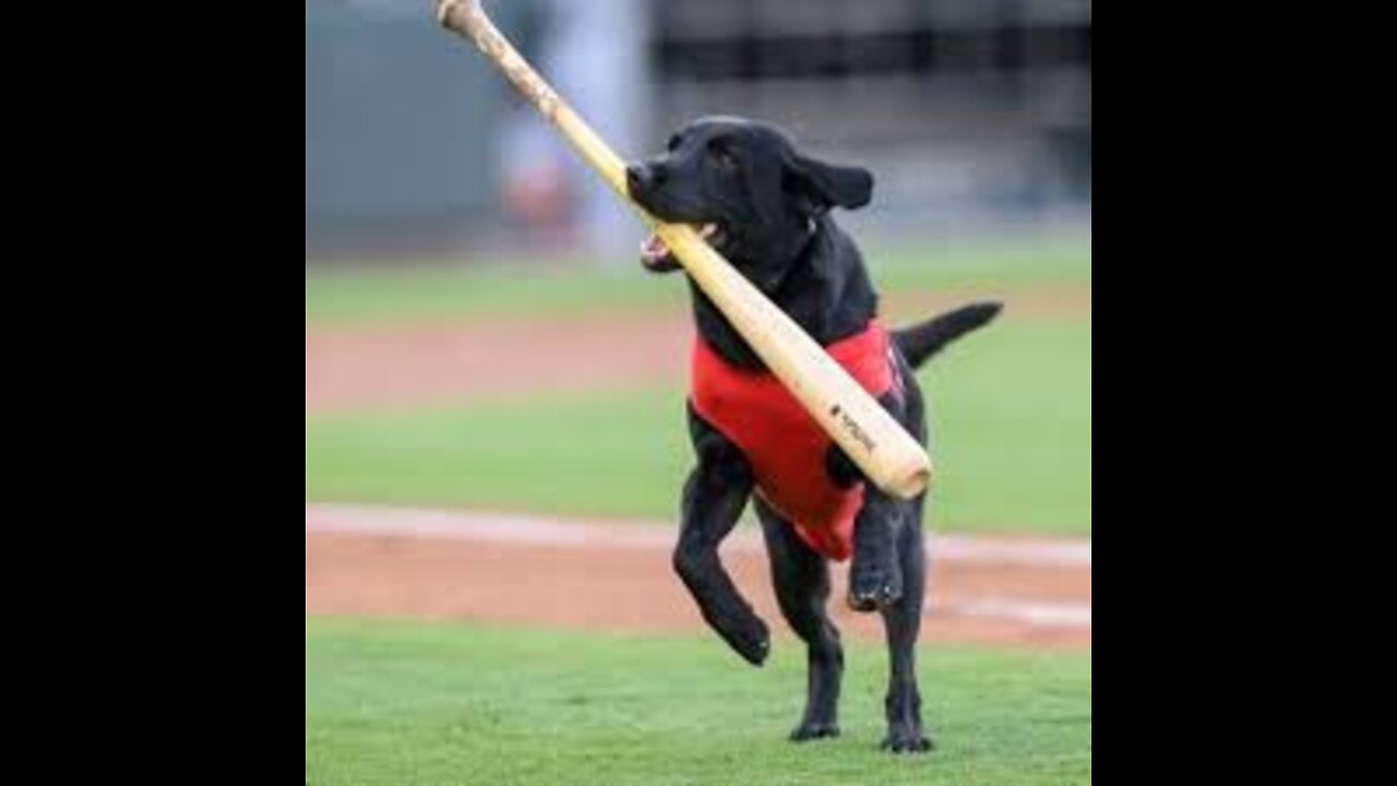 This dog is the best baseball player ever 😜🤩🤩⚾🏏