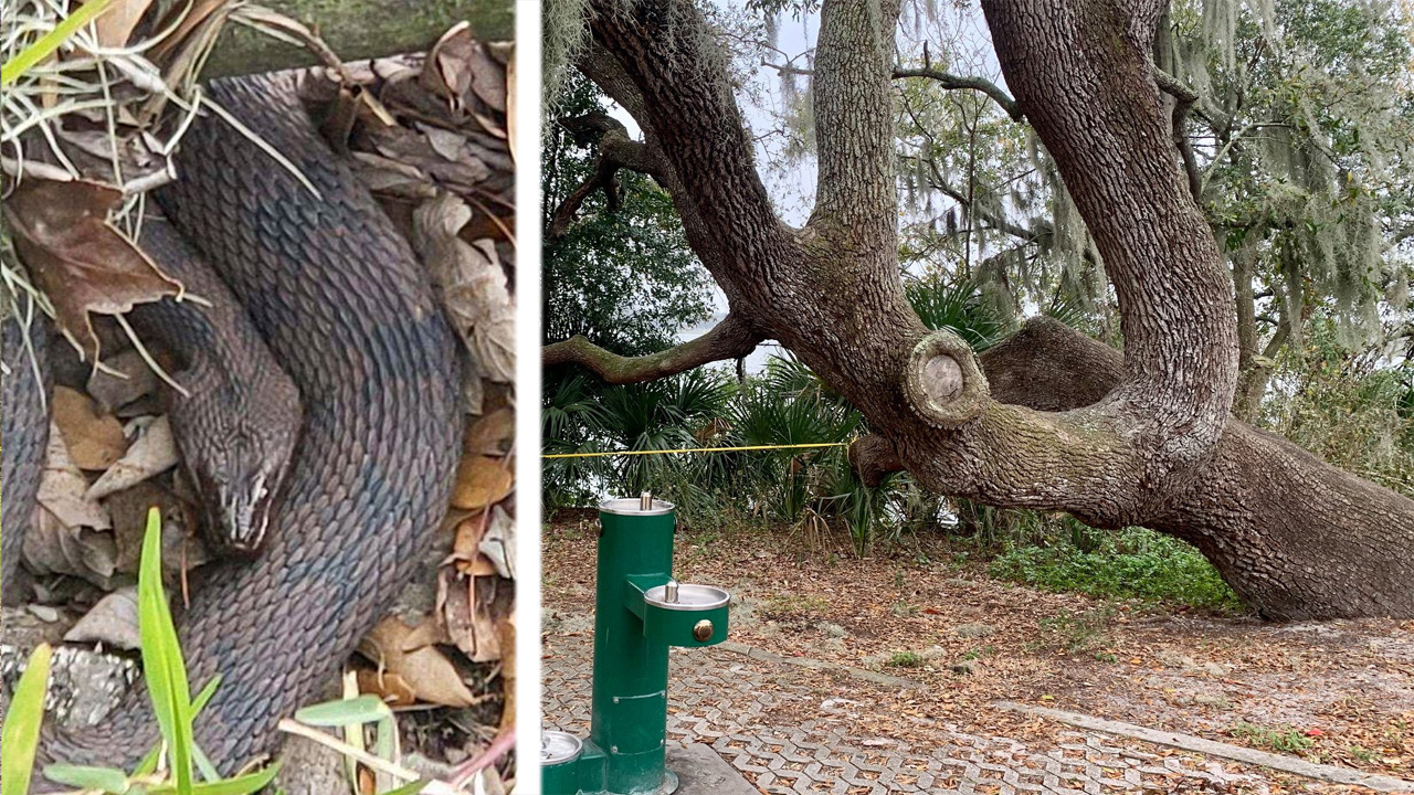 Mating snakes prompt closure of part of Florida park