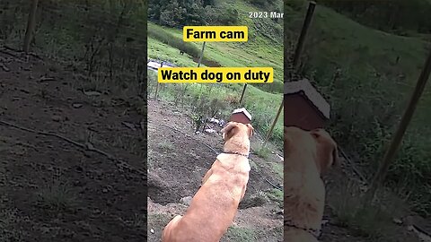 Farm cameras monitoring working dogs