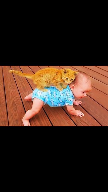 Baby Cats - Cute Funny Cats Videos Compilation #shorts