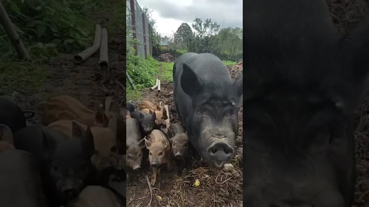 #shorts Смешные животные из Тик Ток 11 Funny animals from Tik Tok
