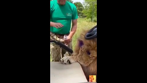 lion is so obedient