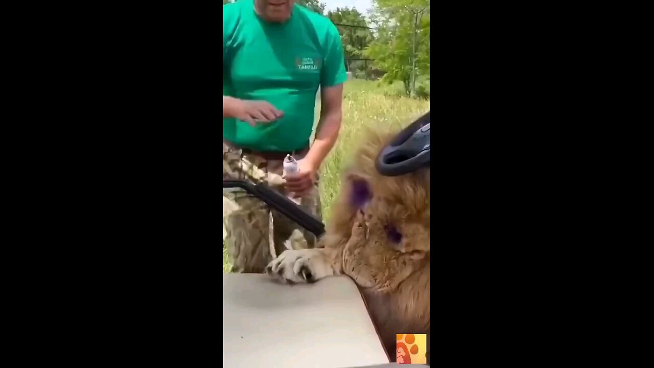 lion is so obedient