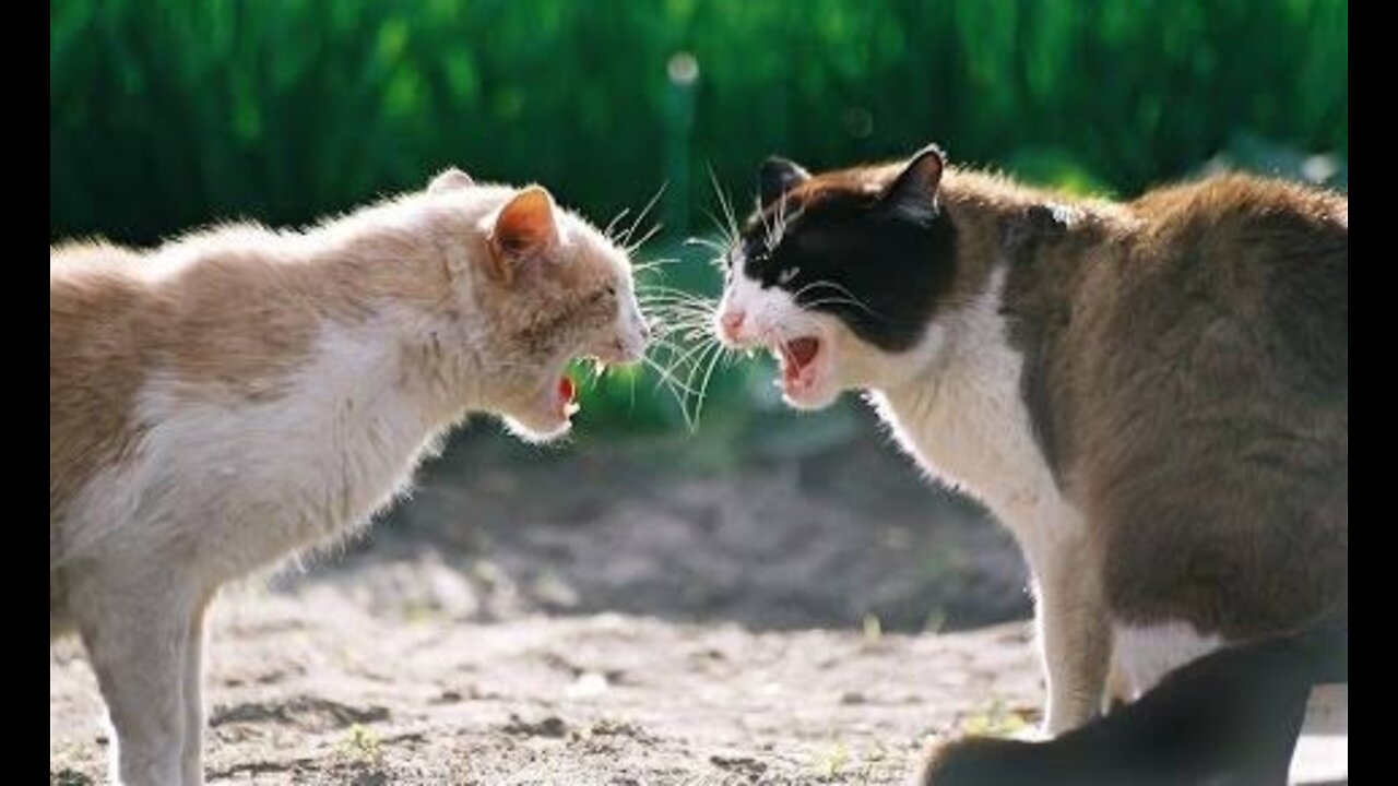 Kitty Sees Neighbor Cat At Front Door and fight