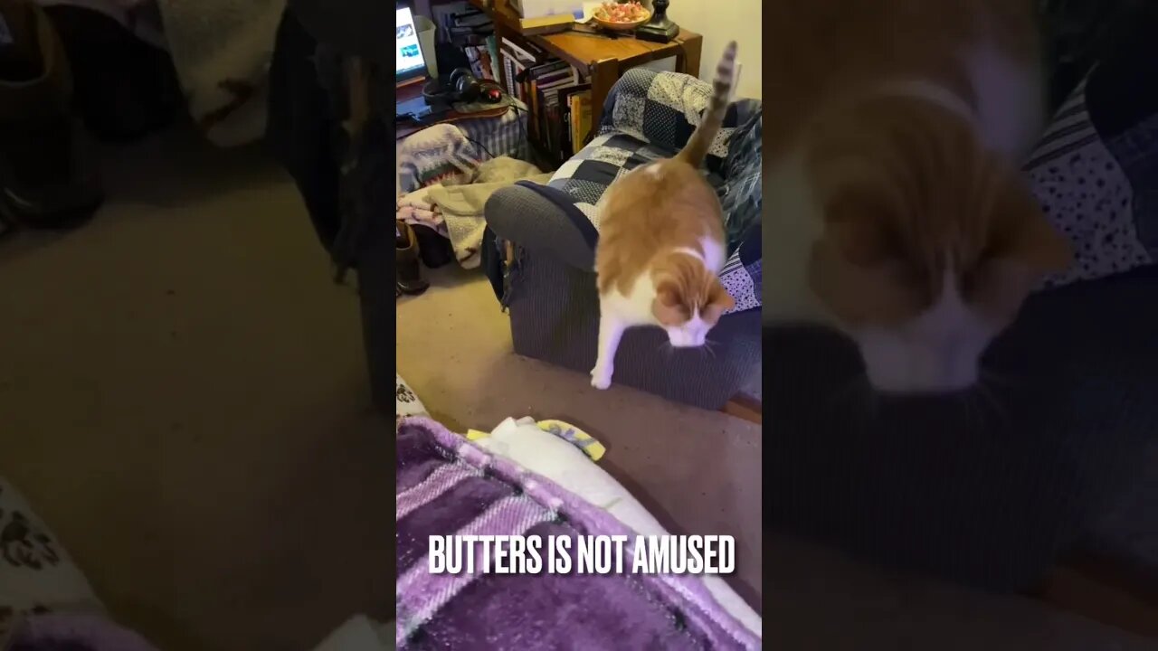 Cute puppy plays fetch: cats not amused