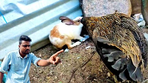 mere pyare rabbit khargosh aur meri murgi ka khel #viral #khargosh