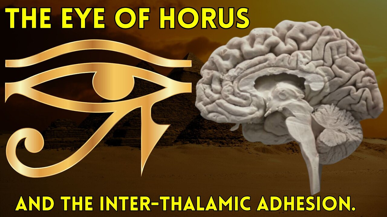 The Eye of Horus and the Inter-thalamic adhesion.