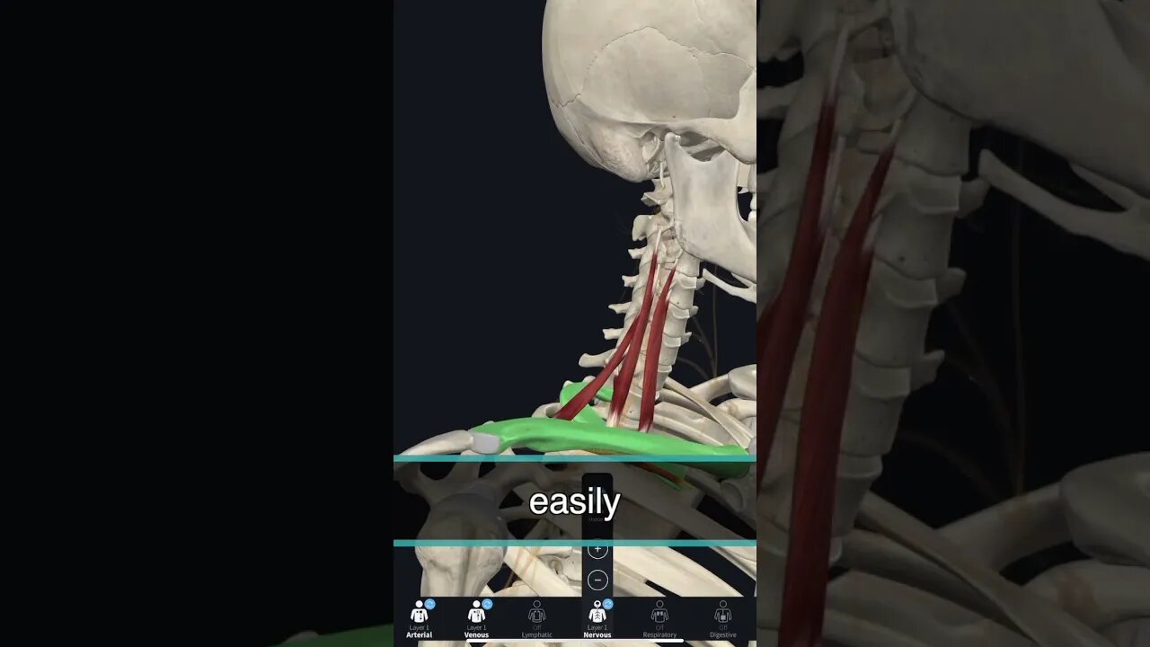 These 4 Muscles Create Thoracic Outlet Syndrome