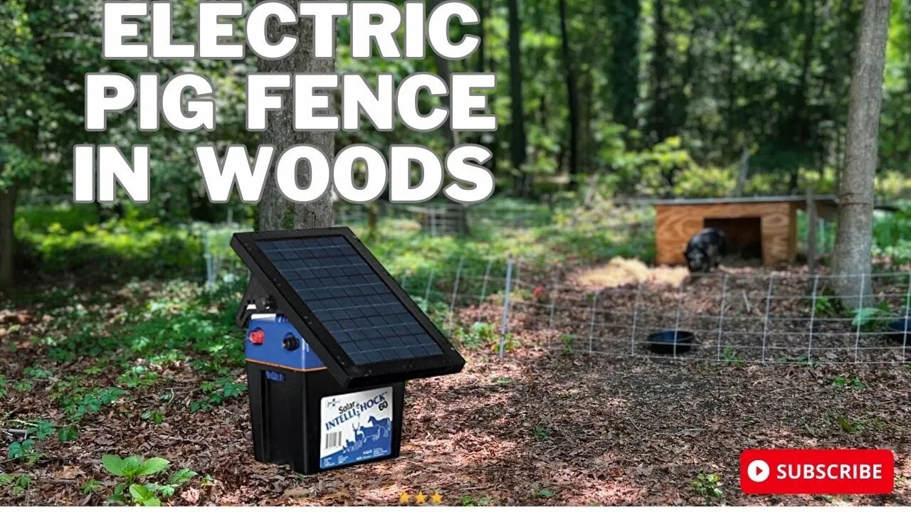 CAN THE ELECTRIC PIG FENCE KEEP OUR KUNEKUNE INSIDE?