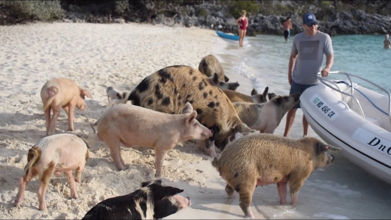 Cruising The Bahamas (Sea Turtles, Swimming Pigs & Thunderball Grotto) - Ep. 18