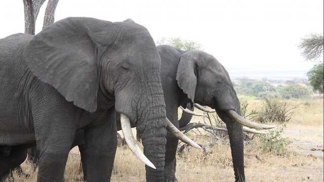 Wildlife In Protected Areas Can Often Become Casualties Of War
