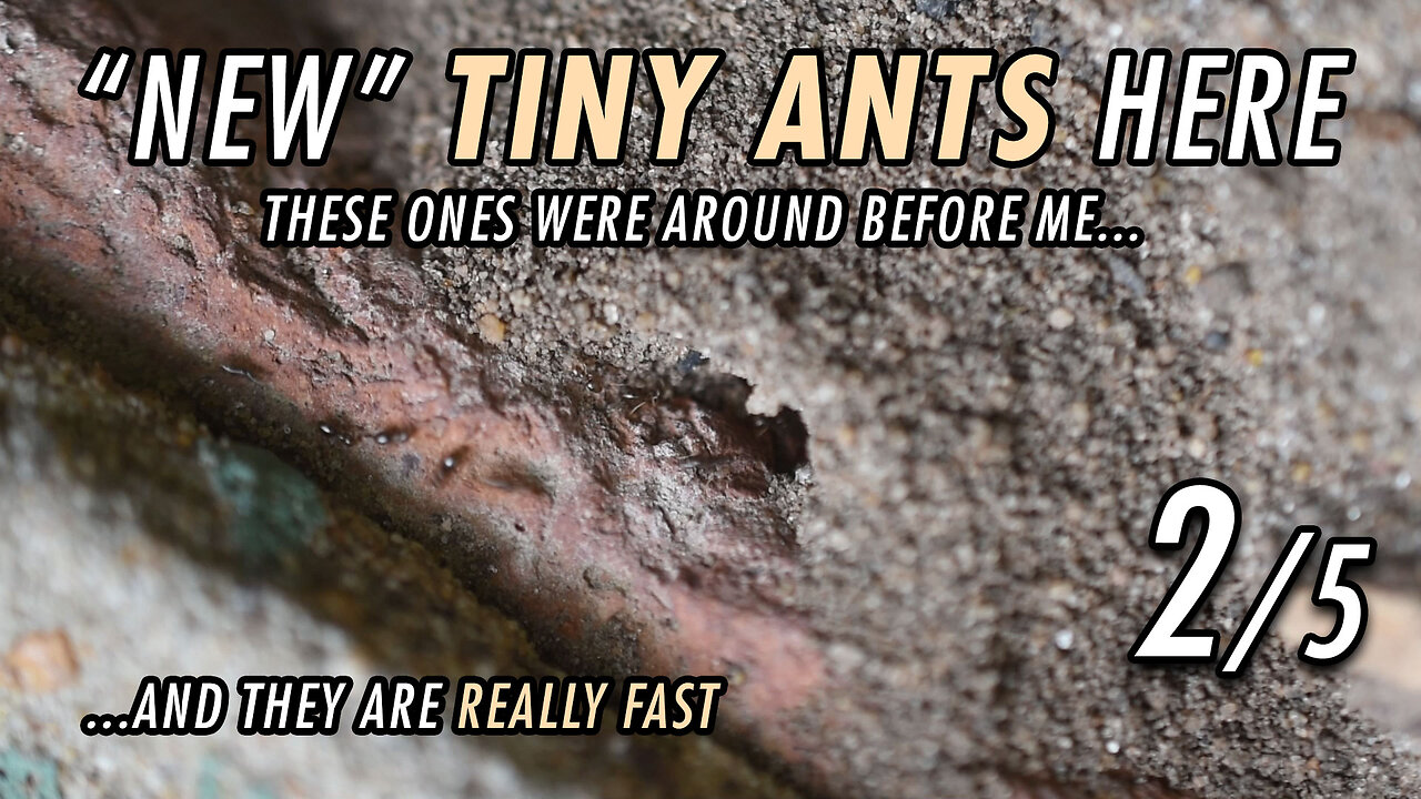 Ants just like little, but fast cars - 2/5