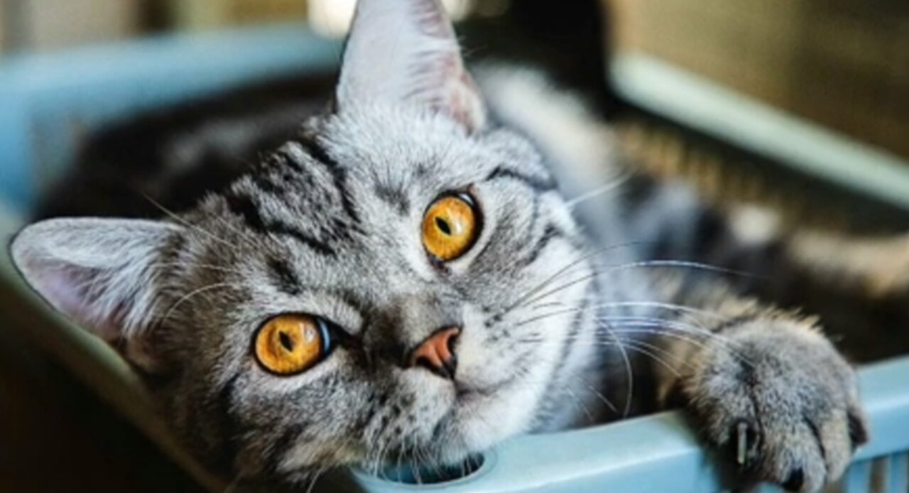 Glaucoma in Cats