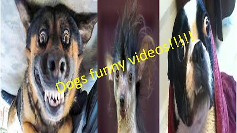 animal funny video#dogs prank video#dogs funny videos#dog funny videos#