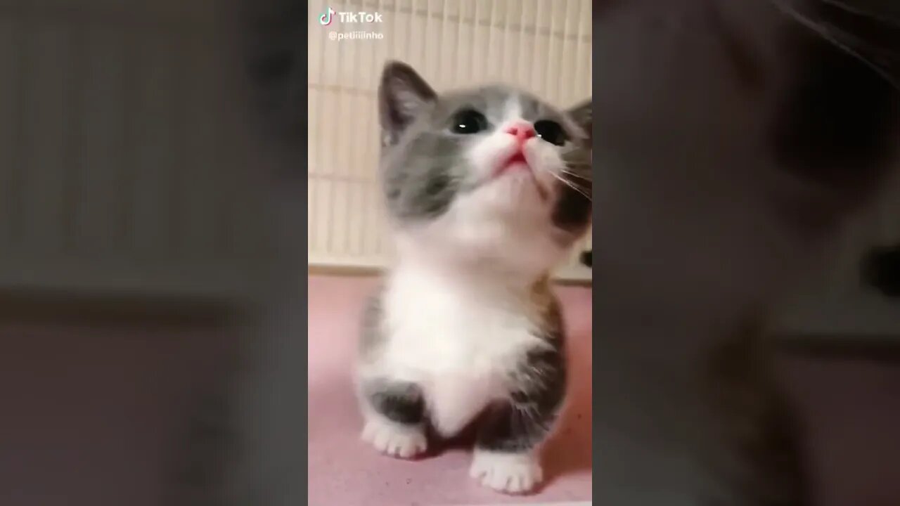 Gatinhos a maia fofura 🤩