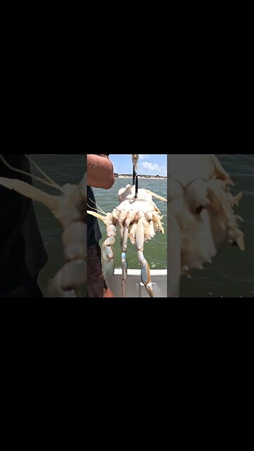 🎣🎏🦈 Mason's Bull Red in Port O'Connor, TX | Full Video Here: https://youtu.be/xx2Oigp6YHE