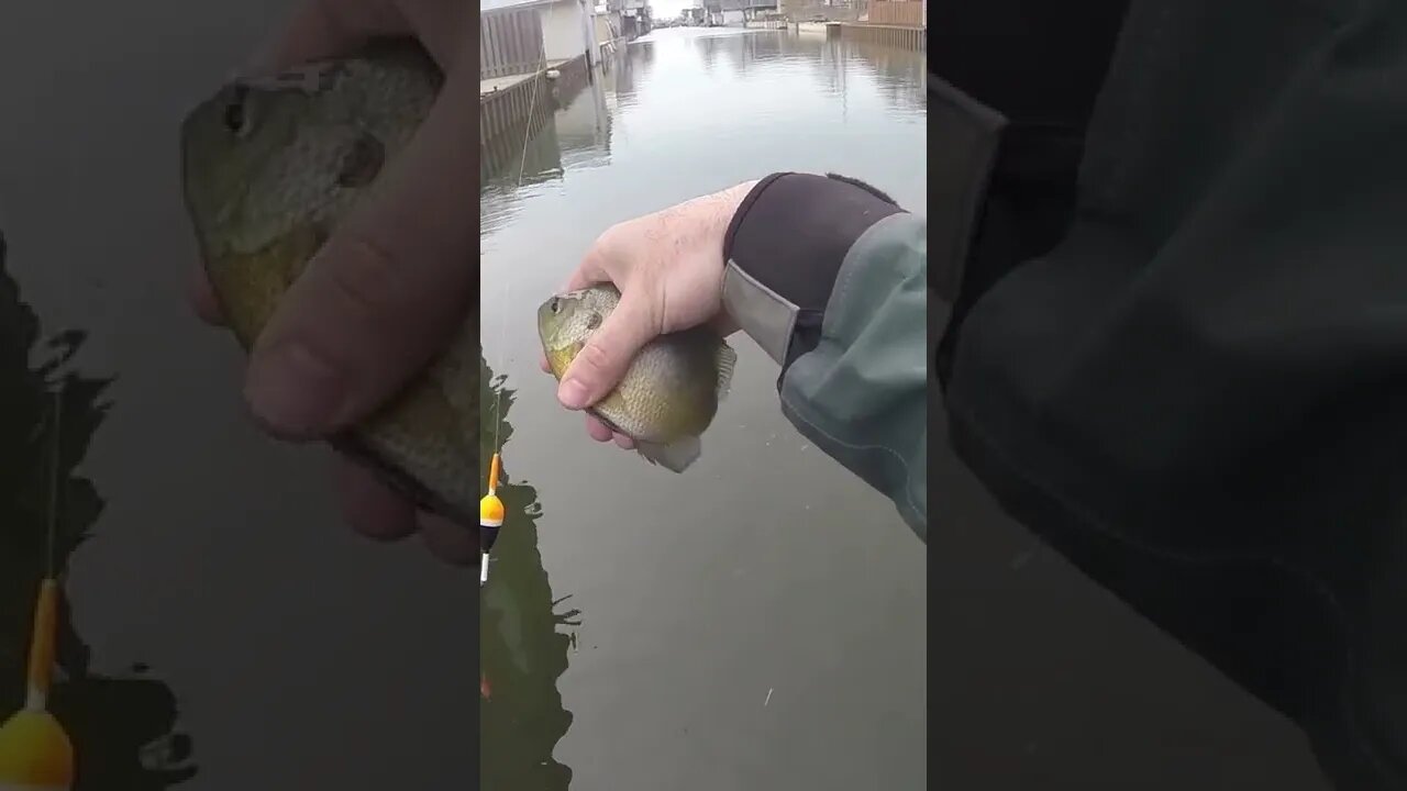 These Baits are Like Magnets for Bluegill and Crappies! #shorts