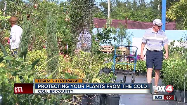 Protecting plants from near-freezing temps in Southwest Florida