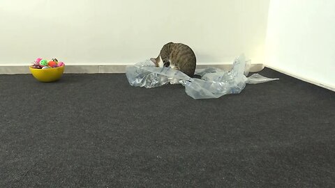 A New Toy for the Cat