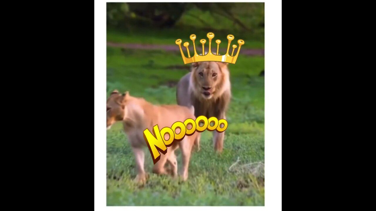 Lion😁🤣🤣🤣