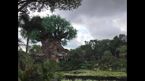 StJudeRnr Travels: Expedition Everest 360 Ride Through Walt Disney Animal Kingdom