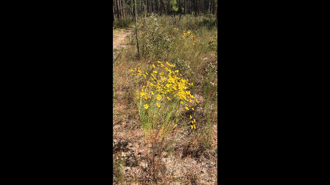 Helenium