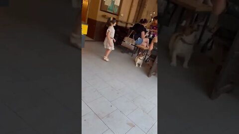 😂Funny Dog playing with Kid’s Bouble😂