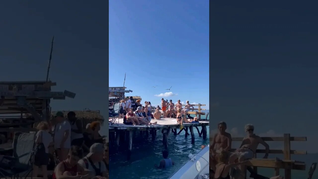 Pelican Bar Sunday Vybz #shortsvideo #jamaica #shortsfeed #nature #travel #fypシ #short #shortsviral