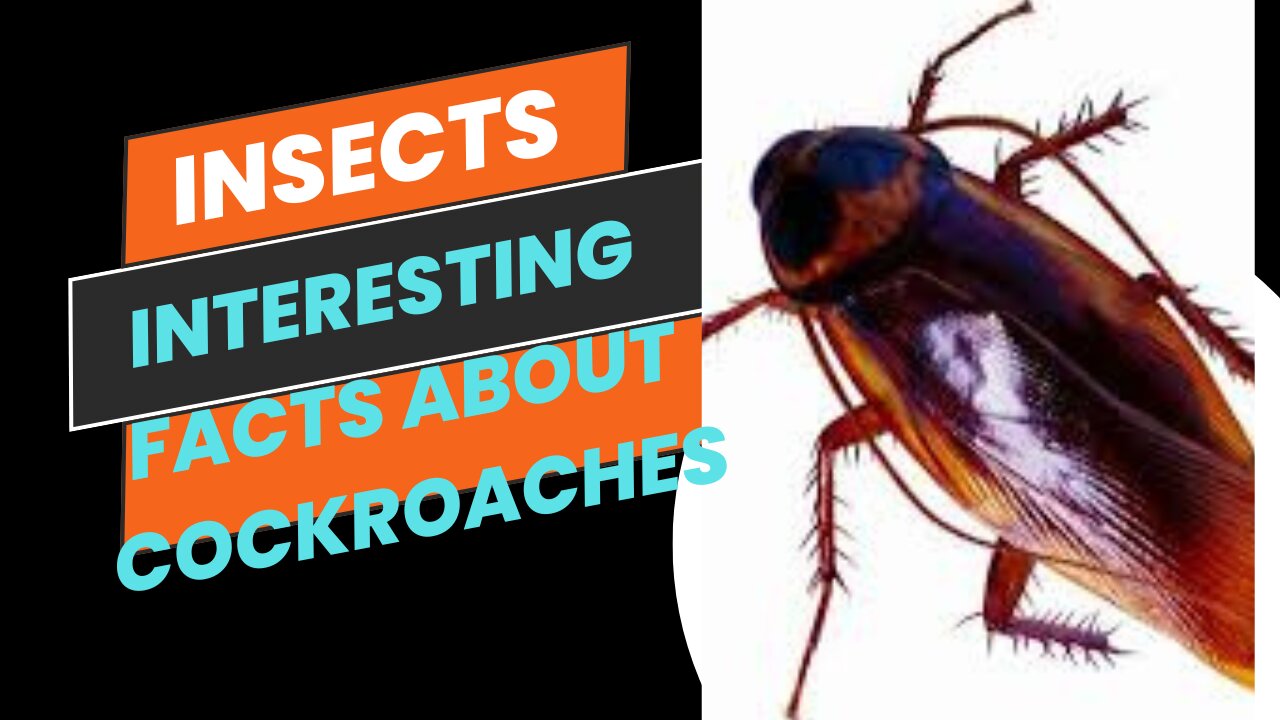 Interesting facts about cockroaches!