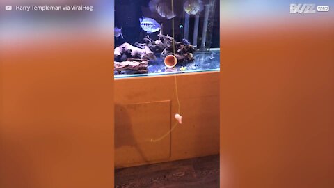 En quarantaine, il pêche dans son aquarium