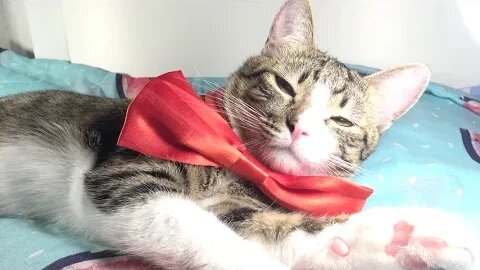 Cat with Red Bow Has Clean Paws