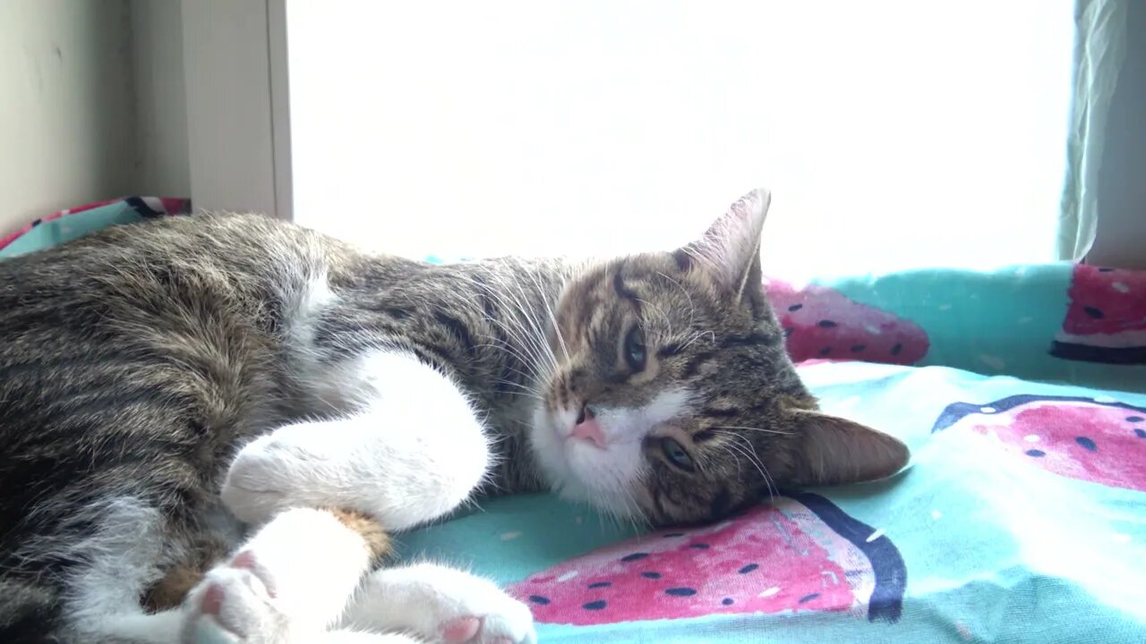 What Is Hooman Doing