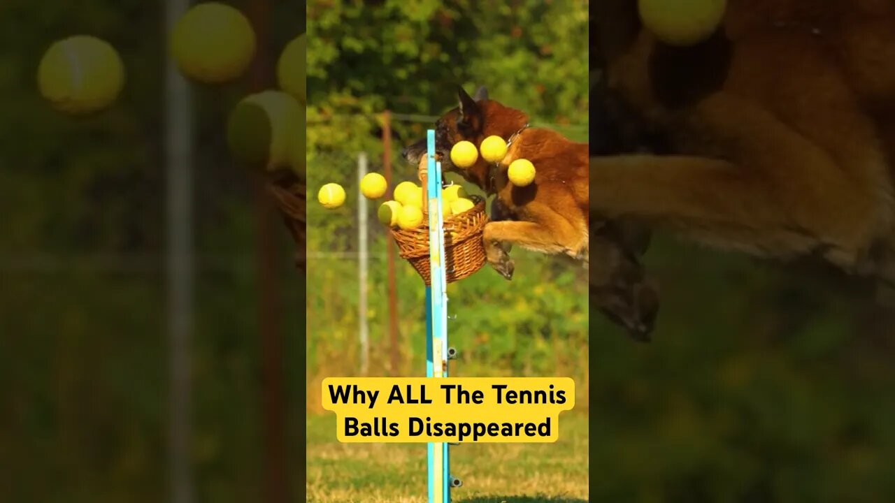 Watch What Happens When This Dog Steals Tennis Balls - You Won't Believe It! #shorts #funny