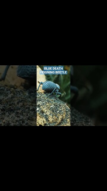 Blue Death Feigning Beetles 🪲 💙 #bdfb #tarantulacollective #beetle