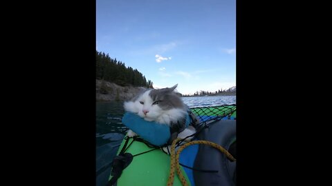Cat Sleeps During Adventure Time