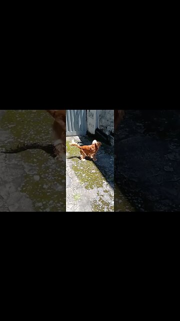 #dog, #friend , #dogshow , #cães , #animals