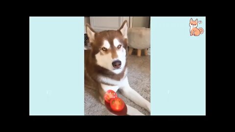 Cute Funny and Smart Dogs Compilation 2022