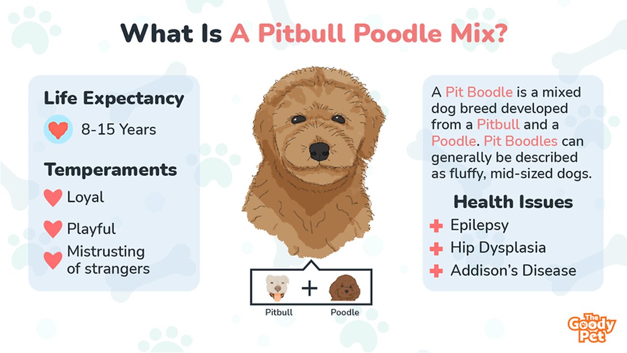 A CASA CAI DE VEZ PARA OS "PITPOODLES"
