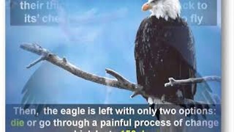 FAKE | The Rebirth Of An Eagle | Amazing Eagle Transformation | Life Story Of An Eagle