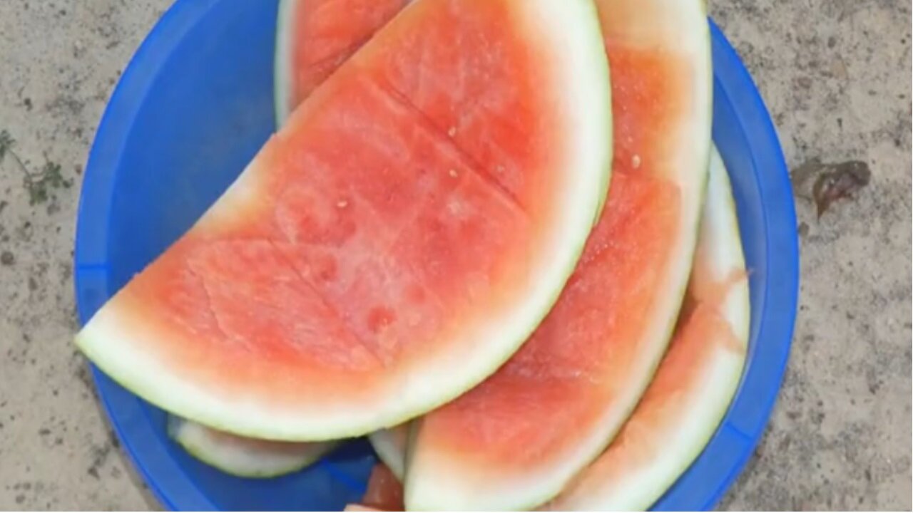 Chickens dealing with the heat, super hot day. Watermelon rind snack.