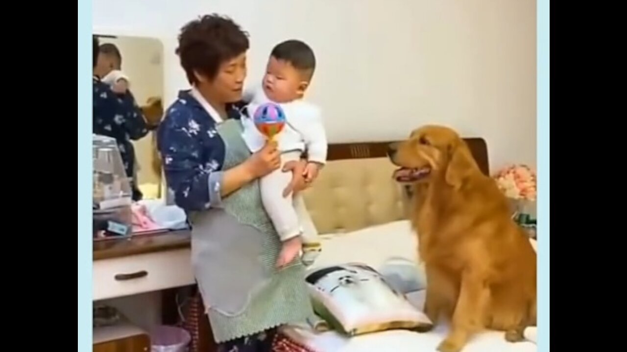 dog play with cute baby