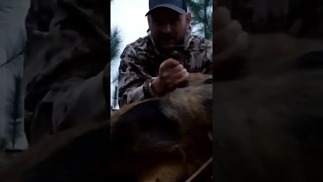 Huge Florida Hog!